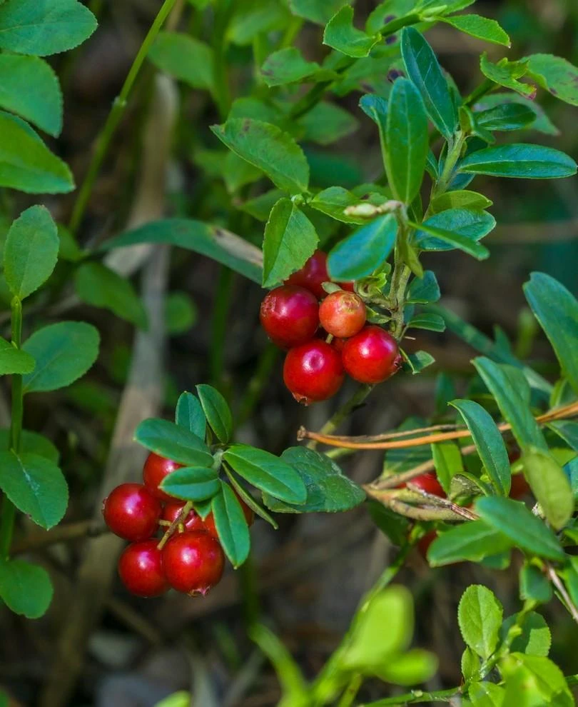 Regal Lingonberry 1 Regal Lingonberry