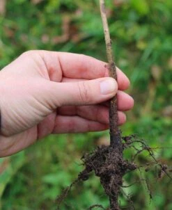 Geneva® 30 Apple Rootstock