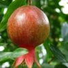 Salavatski Pomegranate