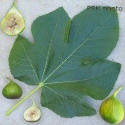 Lattarula Fig -Natura Co Store secondaryLattarula