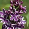 Syringa Sensation Lilac