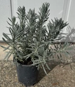 Alpha Sensational! Lavender