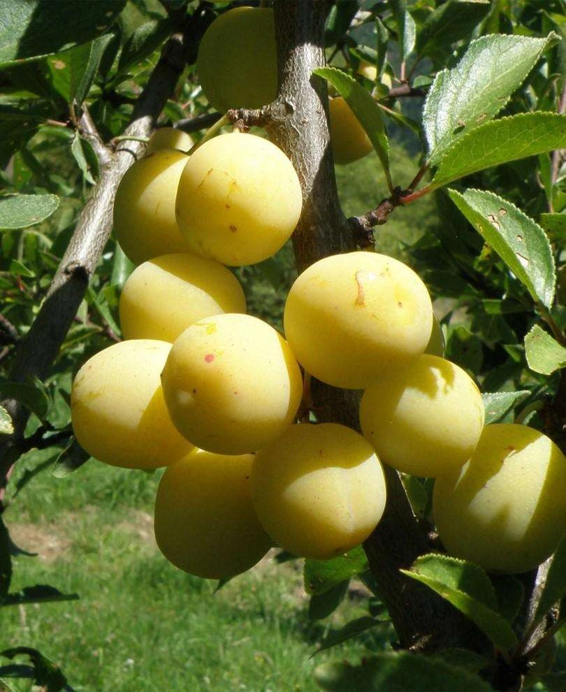 Parfume De September European Plum 1 Parfume De September European Plum