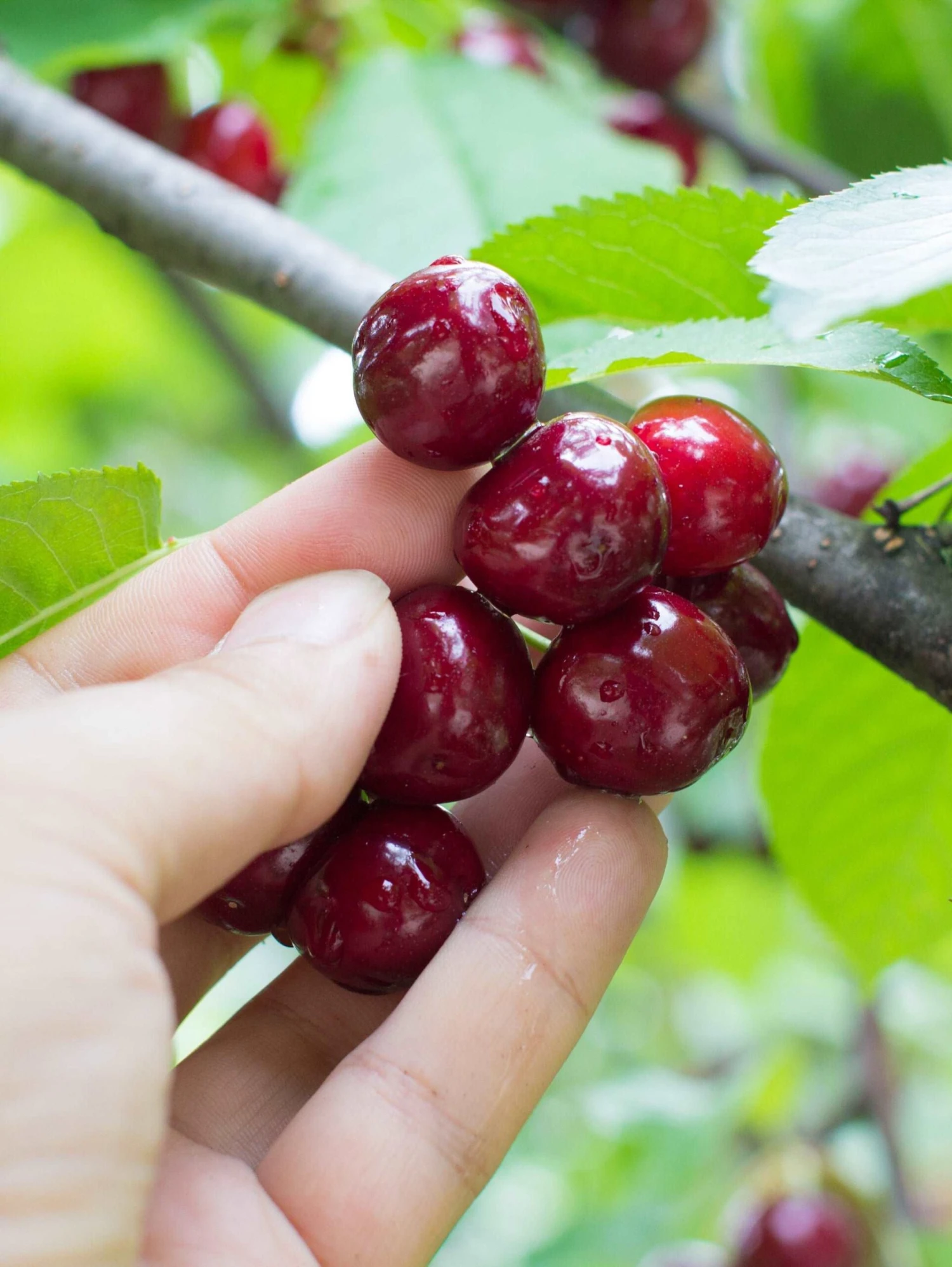 Combination Cherry Tree (5 Varieties) 1 Combination Cherry Tree (5 Varieties)