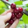 Combination Cherry Tree (4 Varieties)