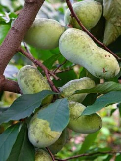 Mango Paw Paw -Natura Co Store shutterstock 1183790629 1 2 1