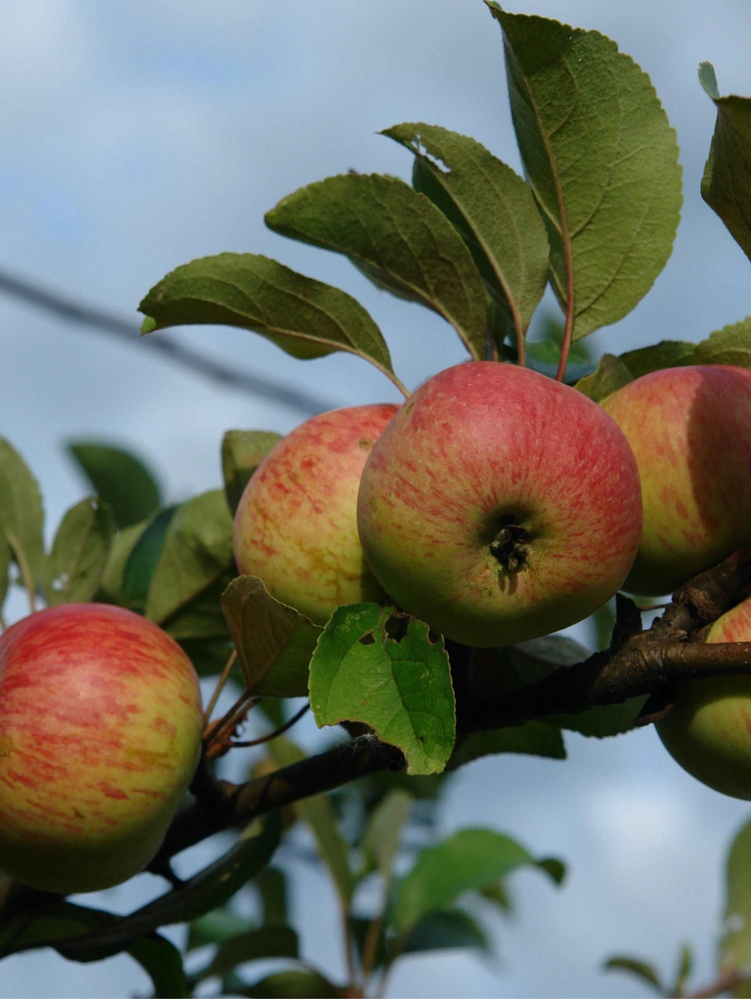 Rubinette Apple 1 Rubinette Apple