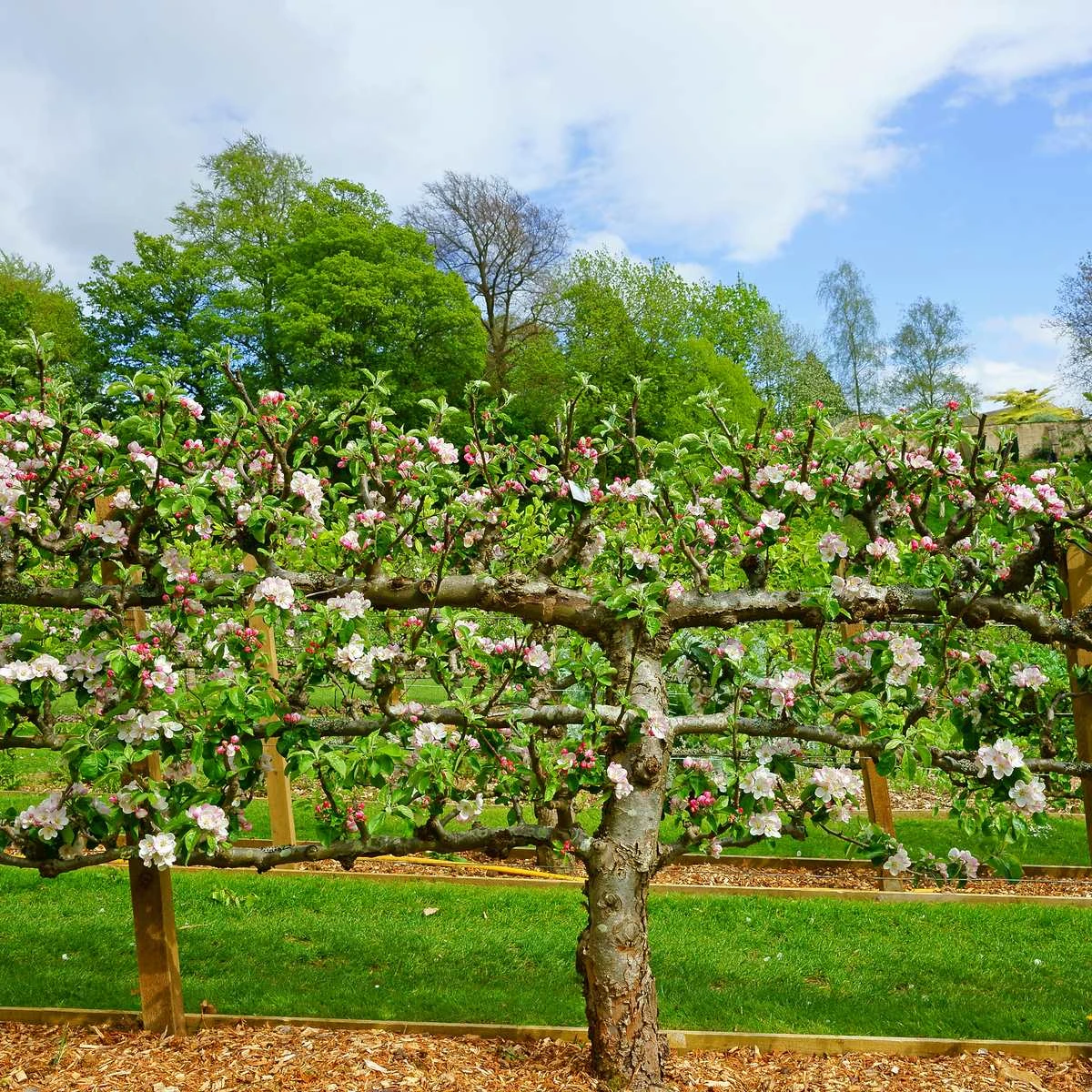 2 Tier Apple Espalier Combo Tree (2 Varieties) 1 2 Tier Apple Espalier Combo Tree (2 Varieties)