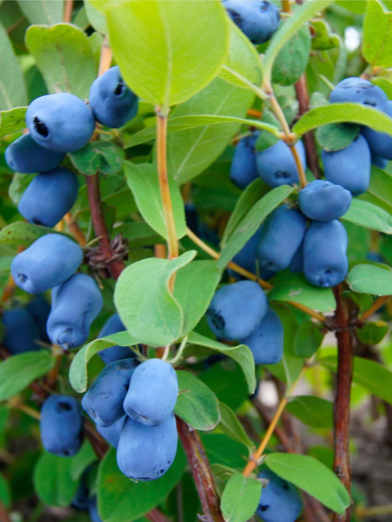Blue Pagoda™ Honeyberry 1 Blue Pagoda™ Honeyberry