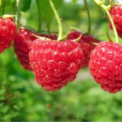 Boyne Raspberry Bundle (5 Plants)