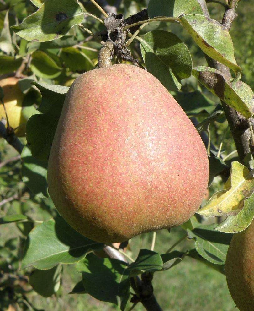 Suij European Pear 1 Suij European Pear