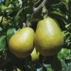 Blake's Pride European Pear