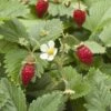 Wild Strawberry