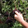 Samdal Elderberry