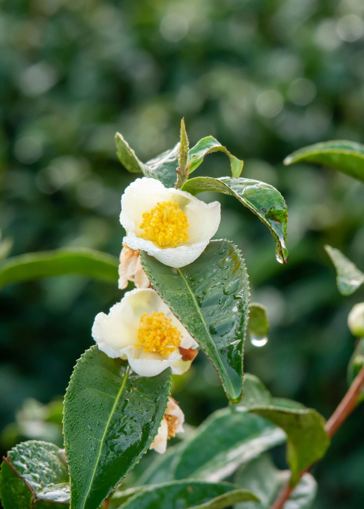 Russian Sochi Tea 1 Russian Sochi Tea
