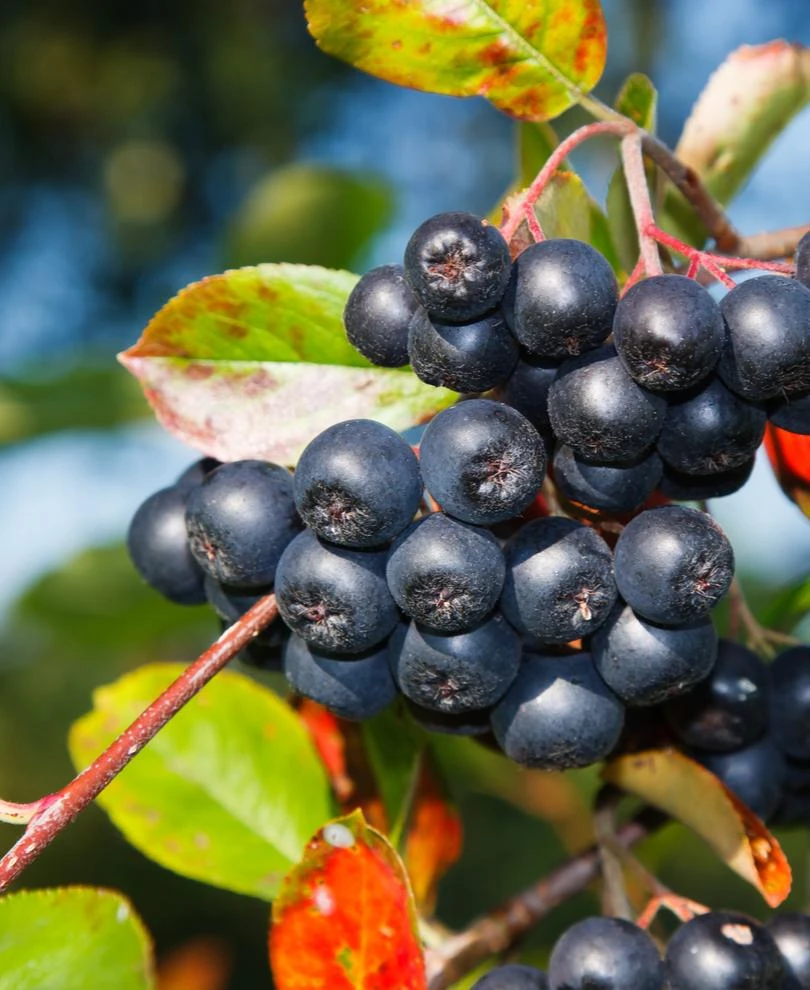 Aronia Seedling 1 Aronia Seedling