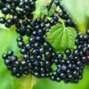 Adams Elderberry