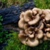 Maitake Mushroom Dowels (100)