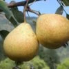 Hendre Huffcapp European Perry Pear