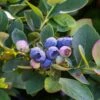 Bushel And Berry® Silver Dollar® Blueberry